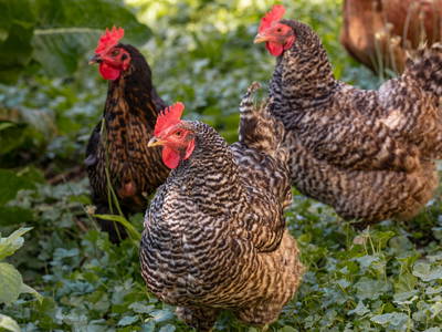 Bild 11 aus  Fuchshof