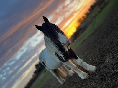 Bild 18 aus  Waldhof Bruchmühle