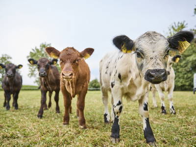 Bild 4 aus  LandSelection Schwarzfelder Hof