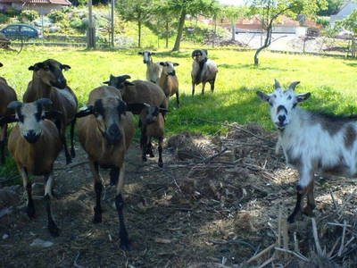 Bild 31 aus  Ferienhof Wolschendorf