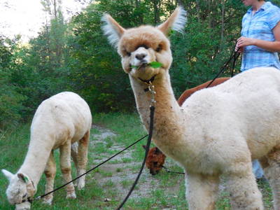 Bild 10 aus  Mainbaumhaus