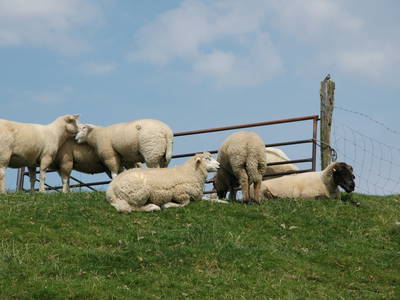 Die Schafe halten das Gras auf den Deichen kurz