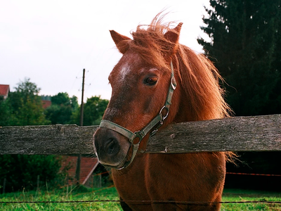 Bild 20 aus  Reicharthof