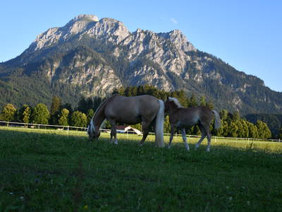 Bild 47 aus  Augustinerhof