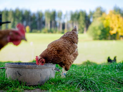 Bild 53 aus  LandSelection Gut Grasleiten