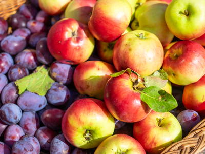 Bild 10 aus  Kunterbunthof – Landurlaub am Künstlerhof in Ostseenähe