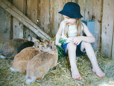 Bild 28 aus  Ferienbauernhof Voß
