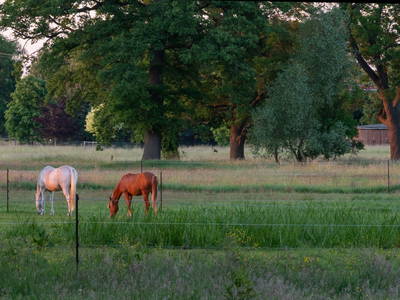 Bild 2 aus  Reiterhof Losse
