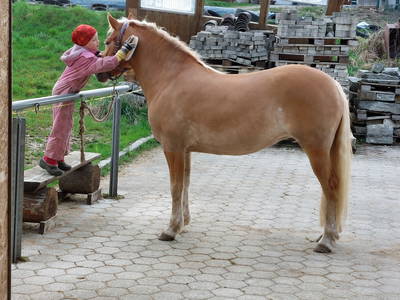 Bild 28 aus  Fuchsbauernhof