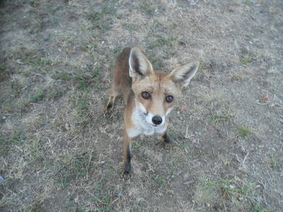 Bild 54 aus  Casa Bivignano