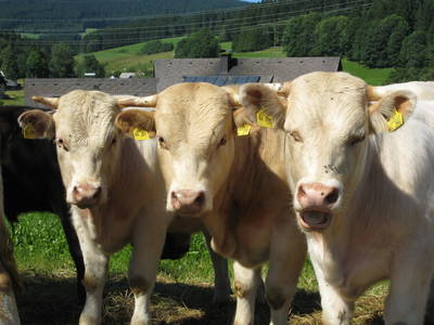 Bild 20 aus  Landhaus Rombach