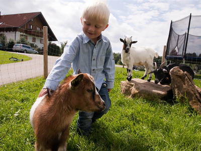 Bild 7 aus  Ferienhof Baur