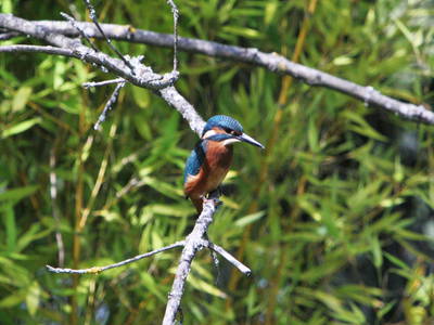und der Eisfogel wohnt am Ufer unseres Teiches (Bild von Silkes Bruder Dirk)