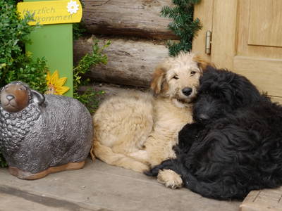 Bild 23 aus  Erlenhof im Oderbruch - Rund ums Schaf