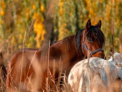 Bild 9 aus  Ferienwohnung Pferdezucht Bickenalb