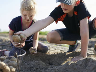 Leckere Kartoffeln - Erntezeit im Spätsommer - eine Probierkiste wartet auf euc