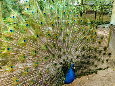 Bild 16 aus  Ferienhof Niemann im Hasetal ****