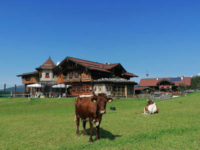 Wir lieben den Herbst wenn Opas Kühe wieder Zuhause auf der Wiese sind