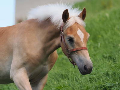 Bild 51 aus  Biberle Hof