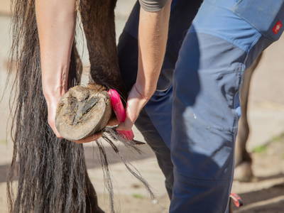Bild 20 aus  LINDENHOF- BAUERNHOFURLAUB / OSTSEENÄHE