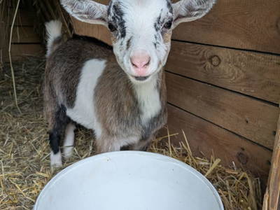 Bild 93 aus   Bachbauer am Attersee