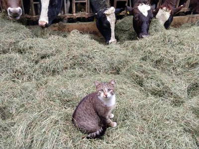 Bild 11 aus  Kebachhof