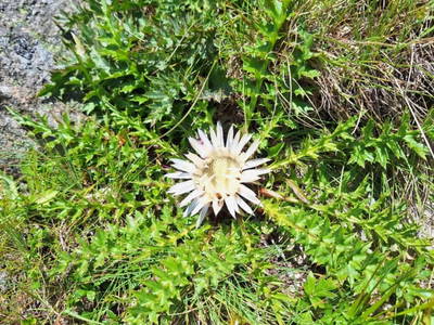 Bild 105 aus  Almhütte Pucher