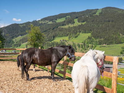 Bild 27 aus  Burnstein