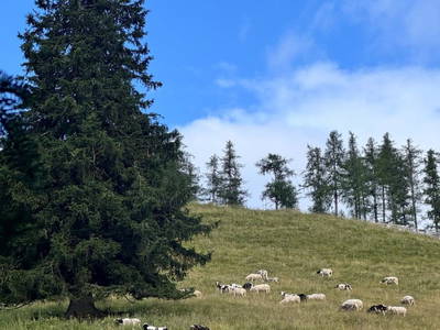 Bild 141 aus  Wallneralm