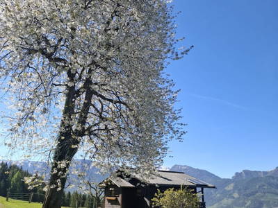 Kirschblüte auf der Rotbacher-Alm