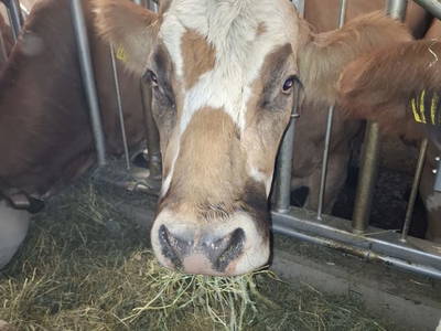 Bild 126 aus  Ablass