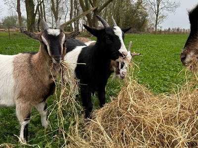 Bild 18 aus  Der Wilhelminenhof