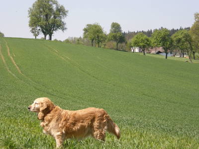 Bild 32 aus  Landhof Pihringer