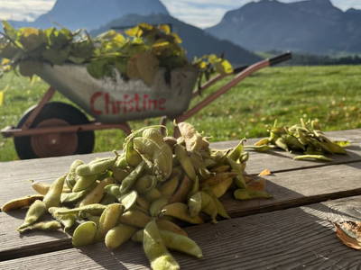 Bild 64 aus  Allamoarhof