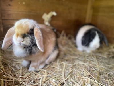 Bild 81 aus  Ferienhaus Oberpremgut