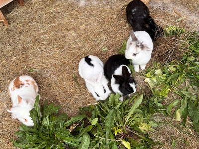 Bild 104 aus  Ferienwohnung Wallner