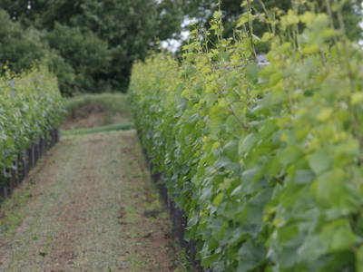 Bild 23 aus  Weingut Fam. Leopold