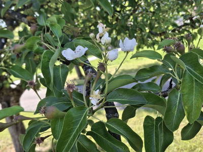 Bild 68 aus  Ferienhof Langwallner Irrsee