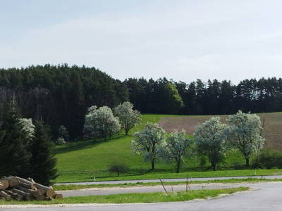 Obstbaumblüte