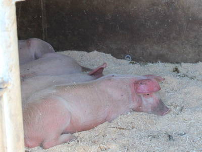 Bild 12 aus  Arztaleralm