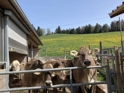 Bild 78 aus Familie Nußbaumer