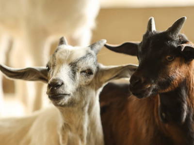 Bild 16 aus  Kainreiterhof