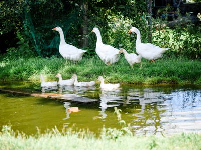 Bild 67 aus  Gullyhof