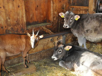 Bild 23 aus  Mühlehof Ennemoser