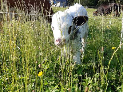 Bild 30 aus Ferienbauernhof Dür