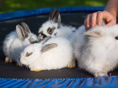 Bild 43 aus  Ladestatthof