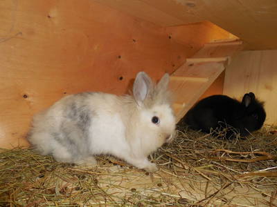 Bild 121 aus  Haus Bernardes