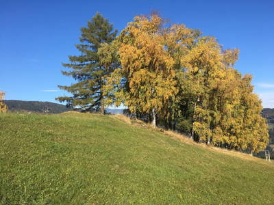 Bild 220 aus  Seewaldhof