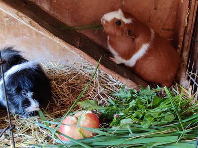 Bild 168 aus  Almchalet Nikola