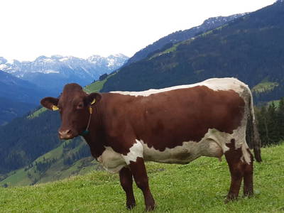 Bild 7 aus  Bio Bauernhof Öbrist